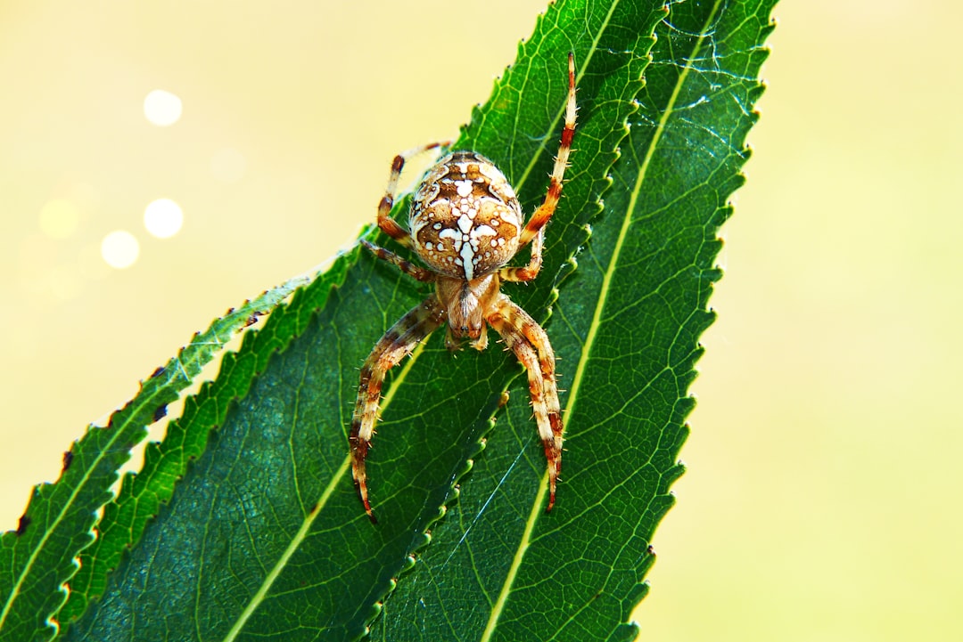 brown spider